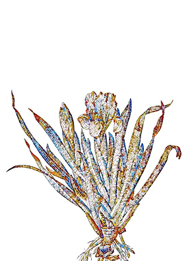 Stained Glass Iris Flower