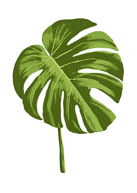 Monstera Botanical Art