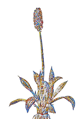 Prismatic Mosaic Floral