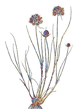 Stained Glass Amaryllis