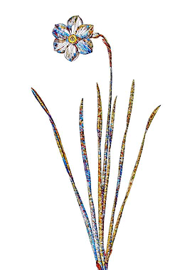 Stained Glass Narcissus