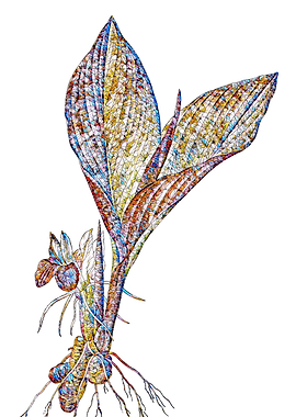 Stained Glass Botanical