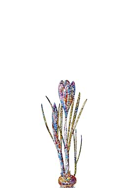 Stained Glass Crocus Flora