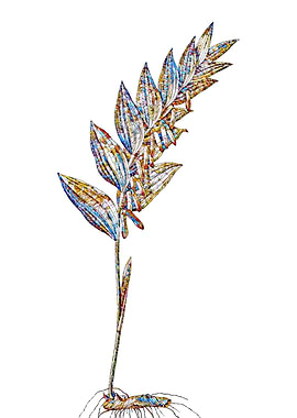 Stained Glass Botanical