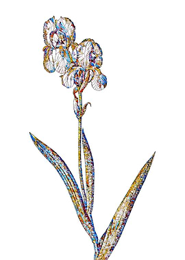 Stained Glass Iris Flower