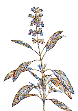 Stained Glass Botanical