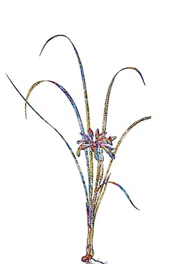 Stained Glass Iris Flower