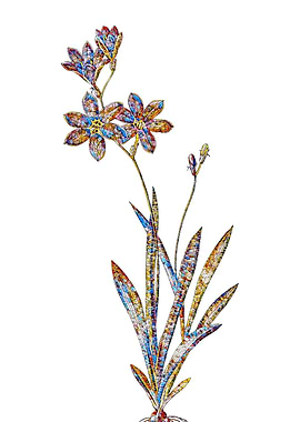 Stained Glass Ixia Flower