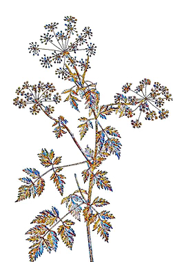 Stained Glass Botanical