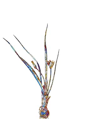 Prismatic Mosaic Floral