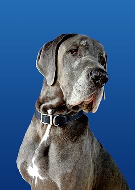 Murphy the Blue Dane