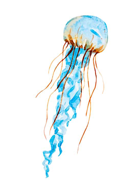 Jellyfish
