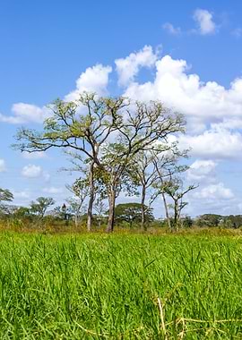 landscape in Venezuela