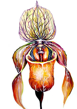 Orchid Venus Slipper Plant