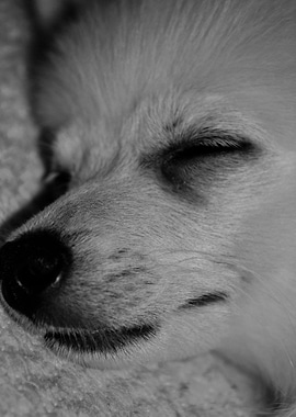 Sleeping puppy BW
