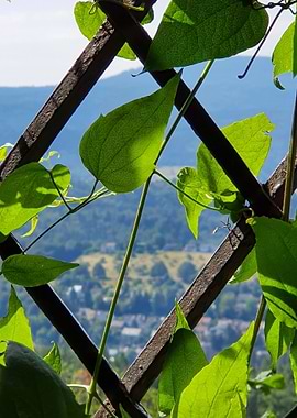 Ruin Caged Leaf at grid