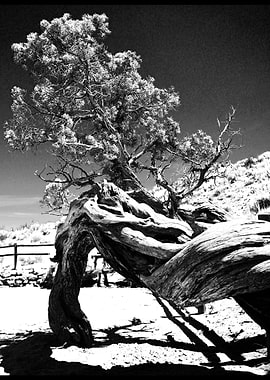 Arches Park Twisted Tree