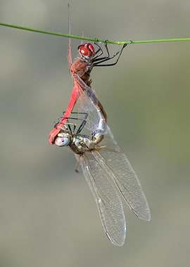 two dragonfly on plant