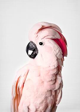 Pink Cockatoo