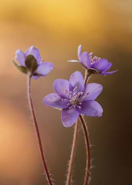 Hepatica nobilis