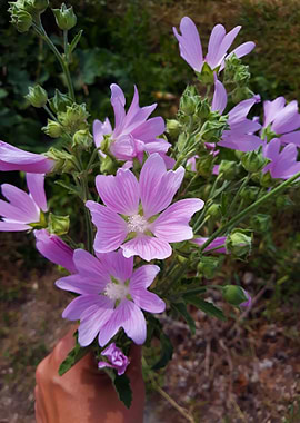 July mallow bouquet
