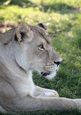 Lioness 7994