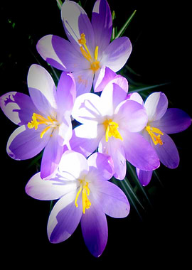 Blue Crocus