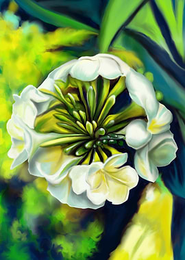 Flower Calla Lily drawing