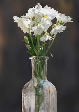 flower in the vase