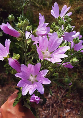 Violet mallow bouquet