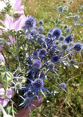 Blue thistle bouquet