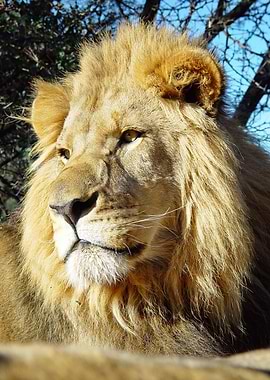 Lion Male 2530