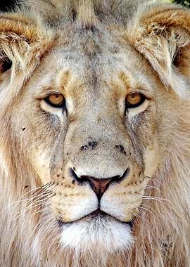 Lion Face 3789