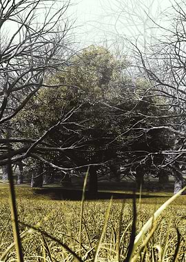 Manifestation of Soul