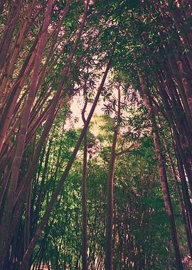 Botanic Garden and pink