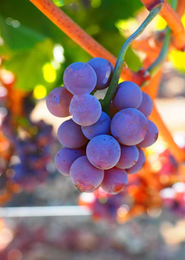 Grapes in Temecula