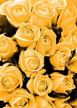 Roses yellow