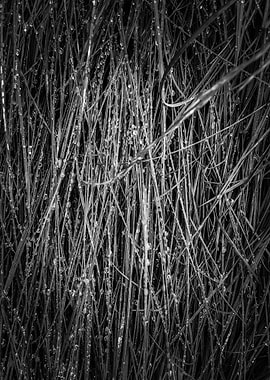 grass texture abstract