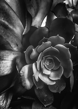 succulent plant