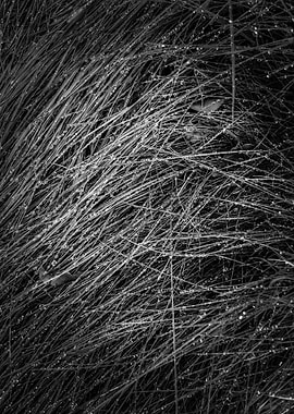 grass texture abstract
