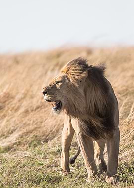 lion