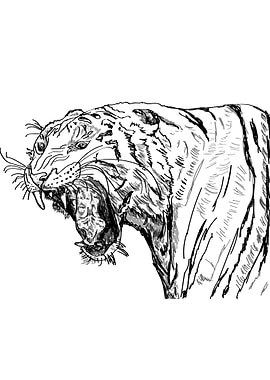 Tiger Roaring sketch