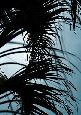Palm tree leaves 1