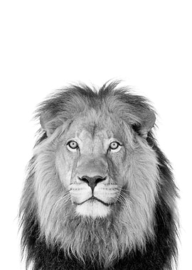 Lion black and white