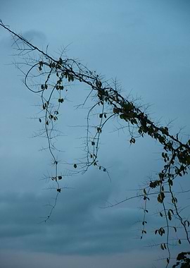 climbing plant