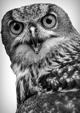 real owl in the farm