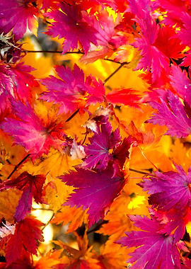 Japanese Maple Red Leaves