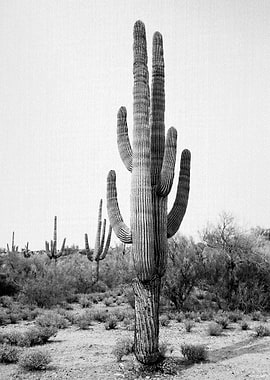 Arizona Cactus BW