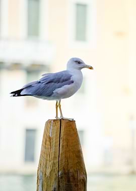 Seagull