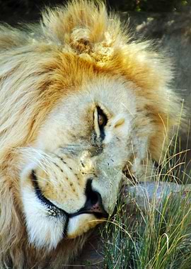 Sleeping Lion